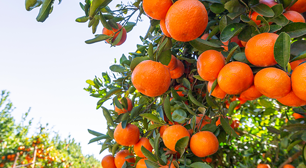 Large scale capabilities