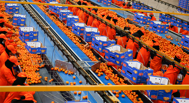 Multiple production sites & packing houses